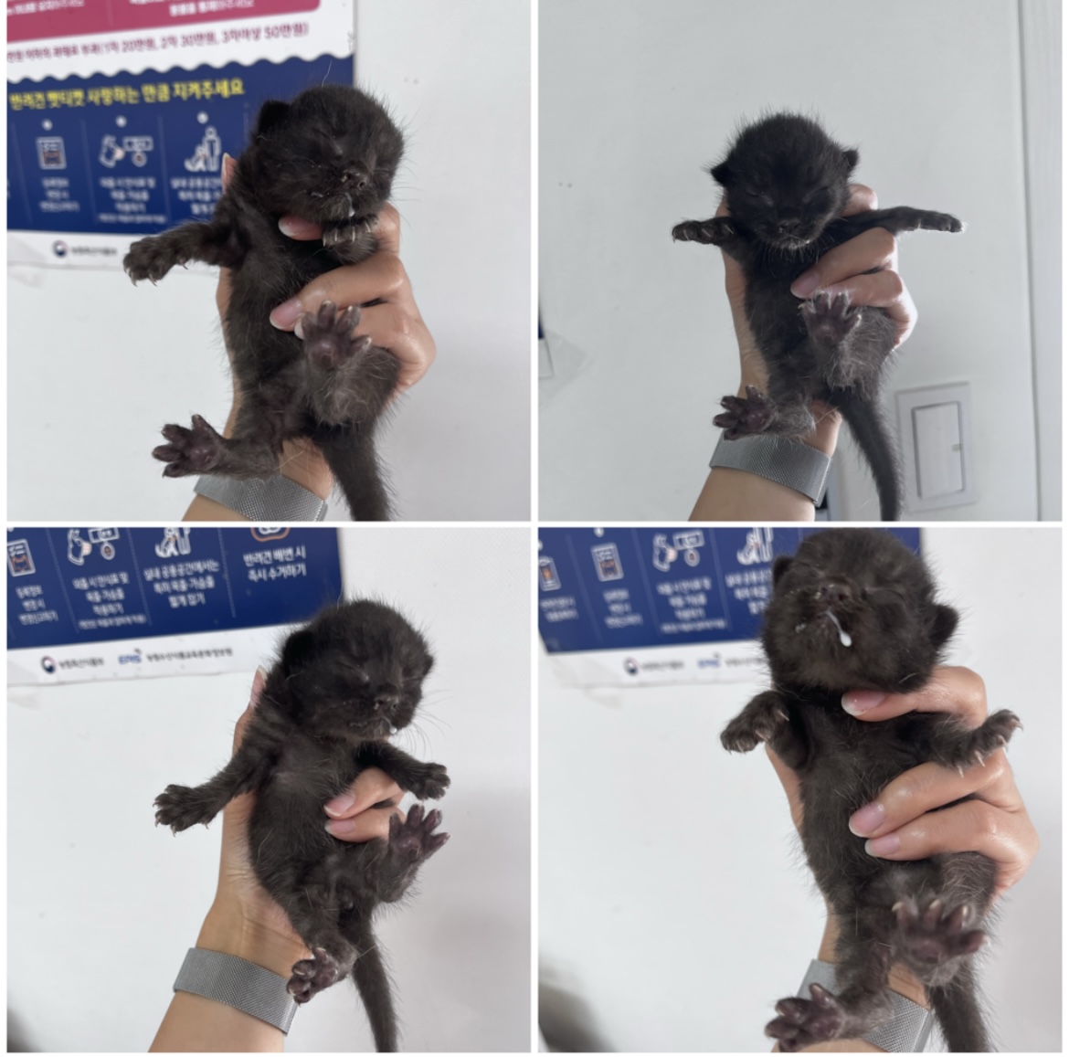 한국 고양이 이미지 파일 입니다.